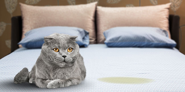 Comment supprimer l'odeur d'urine de chat dans la maison ?